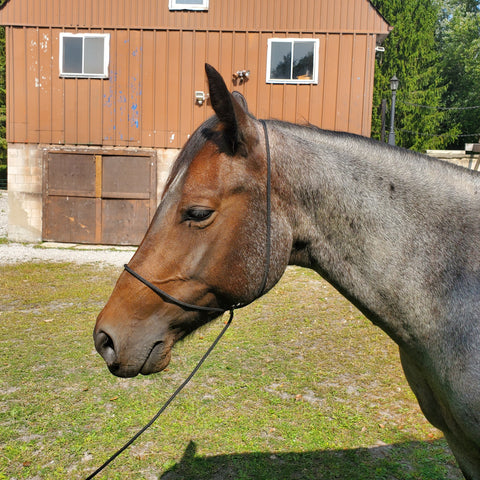 Horse Quick Easy Catch Rope Halter